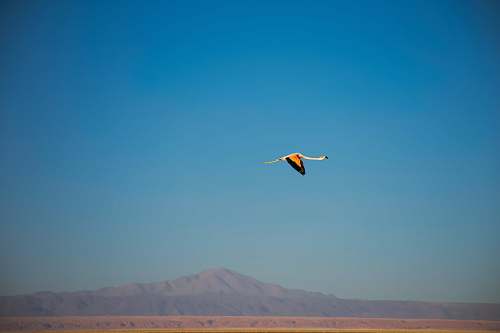 leisure activities white, orange and black bird in flight adventure